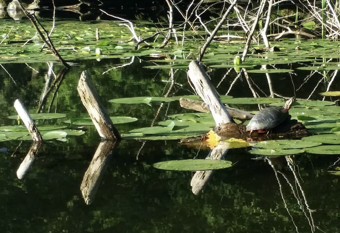 Turtle on log 2025-02-20 at 2.56.33 PM